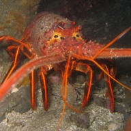 Lobster meal animal nutrition powder 25kg